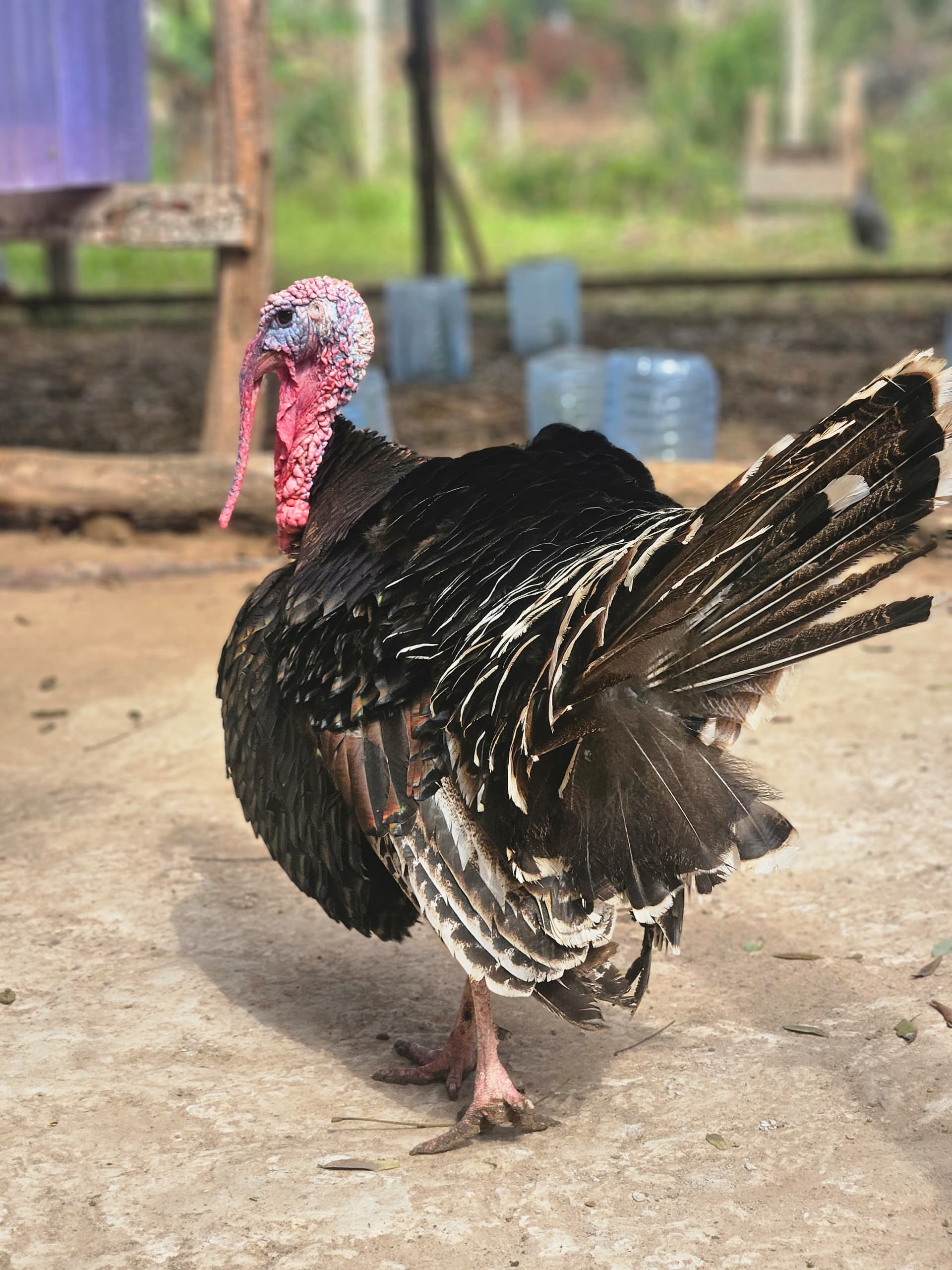 ZEIDA chickens on the farm