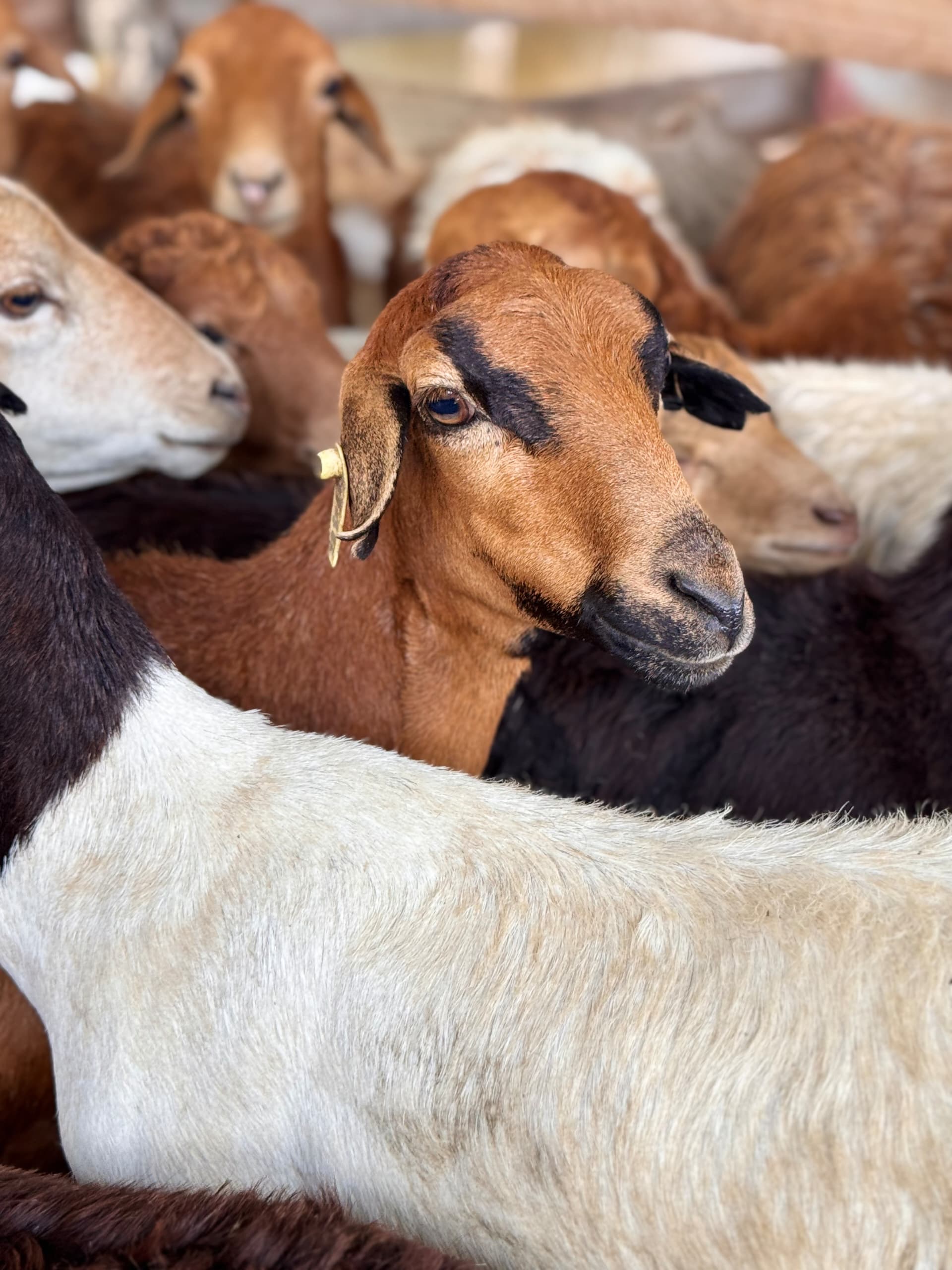 Pastured goats grazing